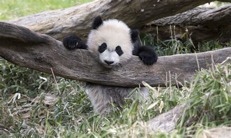 Giant Panda Cub FAQs | Smithsonian's National Zoo