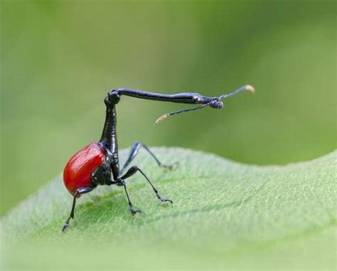 Giraffe Weevil Beetle: Identification, Life Cycle, Facts & Pictures