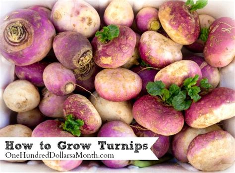 How to Grow Turnips {Start to Finish} - One Hundred Dollars a Month