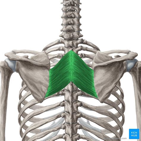 Rhomboid major muscle (Musculus rhomboideus major); Image: Yousun Koh ...