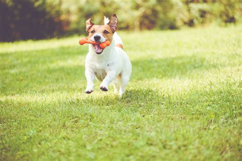 How playing fetch with Fido could actually hurt him - Earth.com