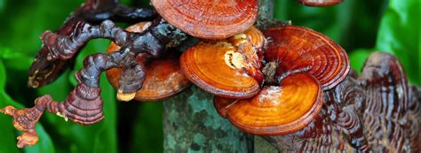 How to Grow Reishi Mushrooms: The Ultimate Guide | GroCycle