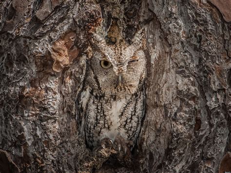 Eastern Screech Owl Is Perfectly Camouflaged In Georgia Forest ...