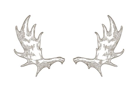 Premium Vector | Elegant drawing of elk or moose antlers isolated on ...