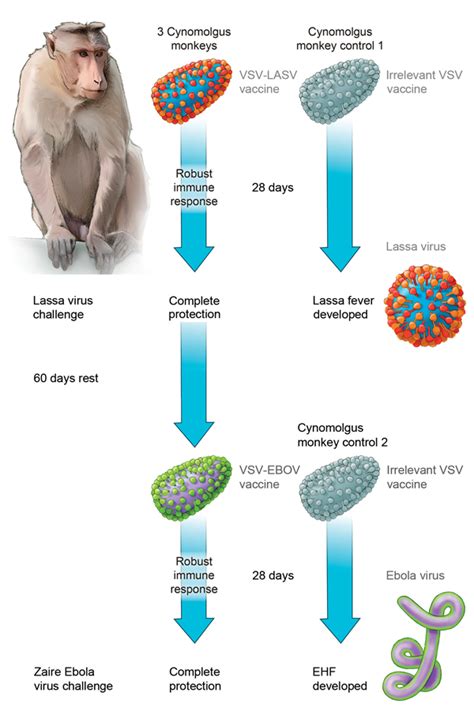 Figure - Vesicular Stomatitis Virus–Based Vaccines against Lassa and ...