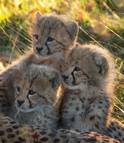 Cheetah Cubs - Wildlife Shots