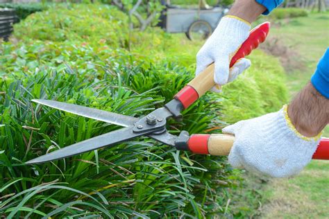 7 Essential Yard Care Tools Every Home Should Have - UrbanFarmOnline.com