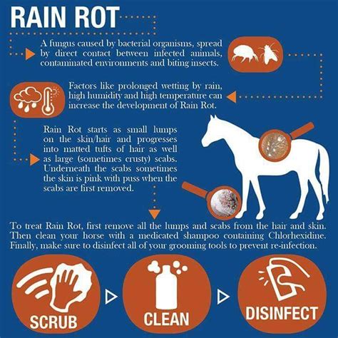 Rain rot | Healthy horses, Horse care tips, Horse facts