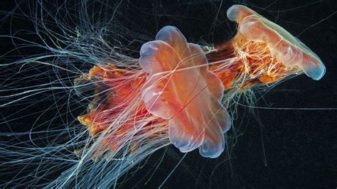 Why do jellyfish sting? - BBC Future