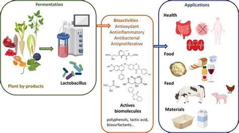 Lactobacillus Use for Plant Fermentation: New Ways for Plant-Based ...