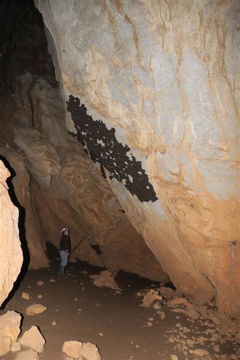 Greece’s largest bat colony recorded in Achaea | LIFE GRECABAT