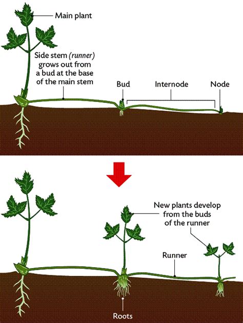 Vegetative Propagation