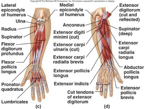 Wrist Flexors Muscles Wrist Flexor Tendon Anatomy Anatomy Human Body ...