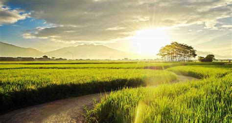 Wallpaper Pemandangan Keren Untuk Laptop - Background Sawah Pagi Hari ...