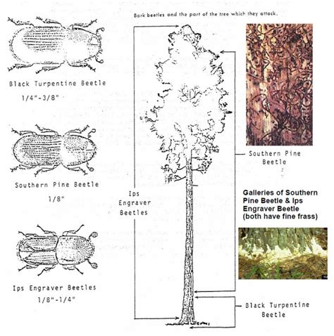 Pine Trees & Pine Beetles - Fielder Tree Service