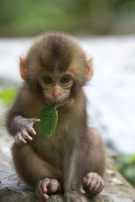 Little monkey chewing on a leaf. Yes I just repinned we this. | Cute ...