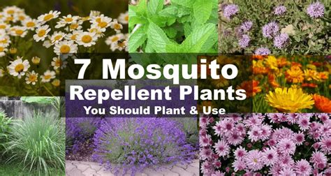 Mosquito Repellent Plants: 7 Plants That Repel Mosquitoes & Bugs