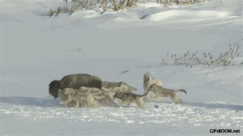 Wolves hunting buffalo getting a helping hand. - The world of wolves