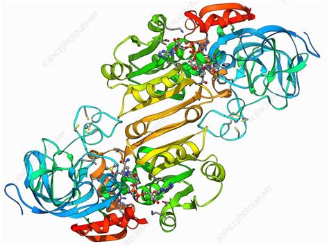 Alcohol dehydrogenase molecule - Stock Image - F006/9769 - Science ...