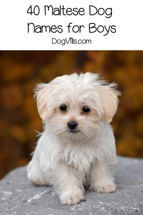 80 Beautiful Maltese Dog Names For Your New Pup - DogVills