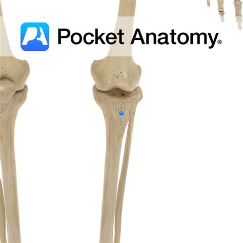 Gluteal Tuberosity