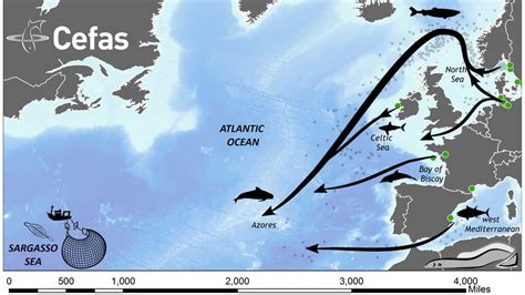 Ancient eel migration mystery unravelled - The Zuricher