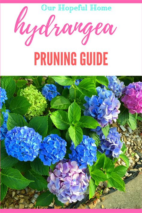 Our Hopeful Home: Hydrangea Pruning Guide With Tips & Tricks For ...