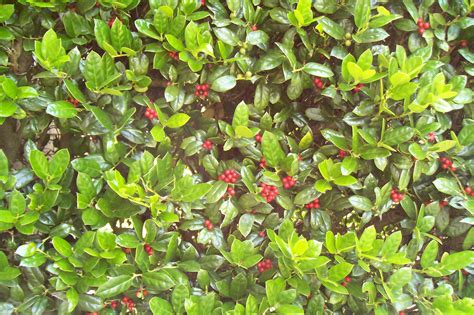 Free photo: Holly Bush - Berries, Bush, Green - Free Download - Jooinn