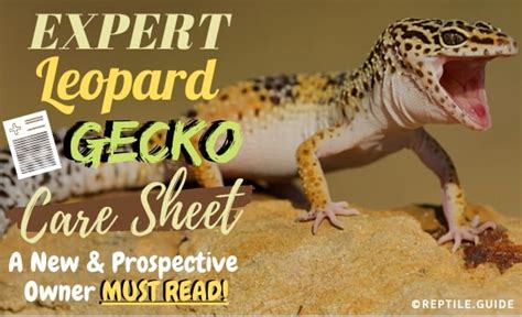 Leopard Gecko Care Sheet for Beginners: Best Expert Tips