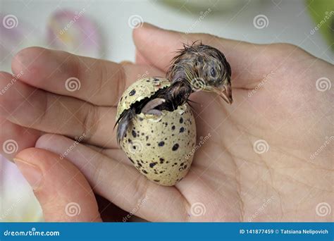 Quail Chick Hatching from the Egg the First Minutes of Quail Life ...