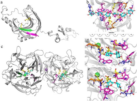 3D model structure analyses of xylanase and xylosidase from ...