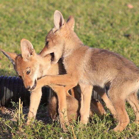 Coydog : History, Temperament, Care, Training, Feeding & Pictures