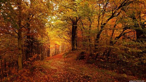 Autumn 8k Wallpapers - Top Free Autumn 8k Backgrounds - WallpaperAccess