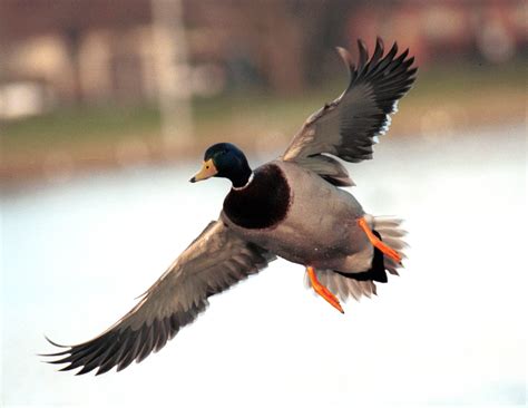 Male Mallard Duck in Flight