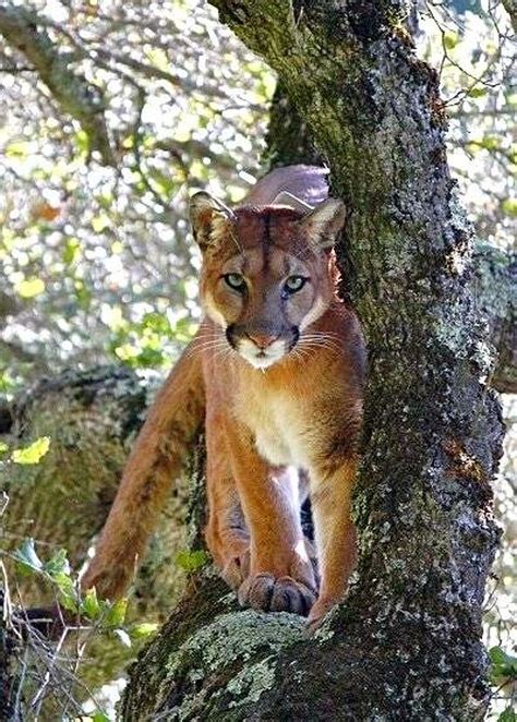 Two mountain lion sightings reported in Golden Gate Park, Lake Merced ...