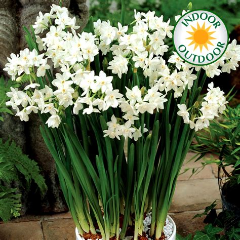 NARCISSUS PAPERWHITE INDOOR OUTDOOR DAFFODIL SPRING FLOWERING BULBS PLANTS