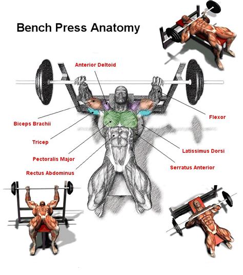 Pin on Compound Exercises | Bench press, Bench press workout, Dumbbell ...