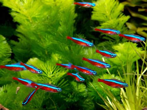 Cardinal Tetra (Paracheirodon Axelrodi): Ultimate Care Guide - Fish ...