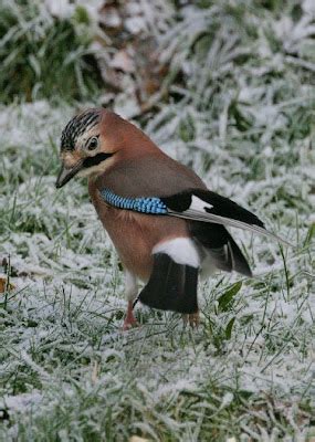 BEAUTY OF WILDLIFE: Wildlife of Snowdonia