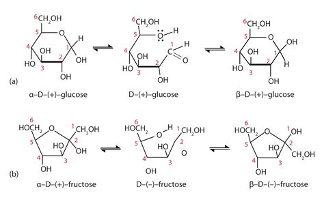 Cyclic Structures of Monosaccharides