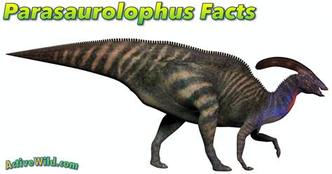 Parasaurolophus Facts for Kids, Students & Adults. Information & Pictures