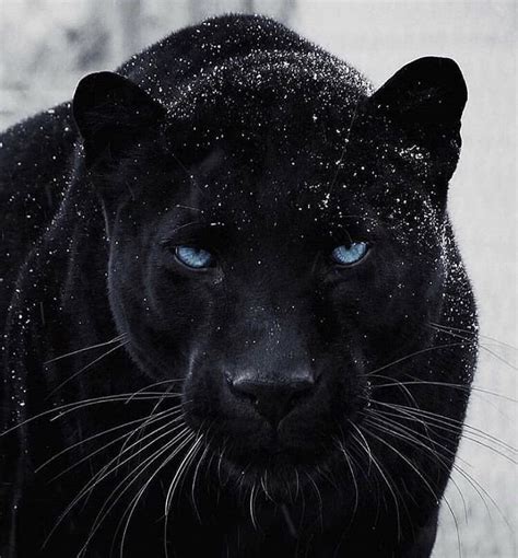 Black Panther😍⚫️ look at those blue eyes | Natur, Bakgrunner, Portrett