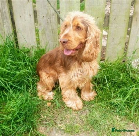 Sable Cocker Spaniel available for stud | St Austell | Pets4Homes