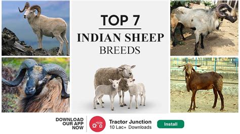 7 Best Indian Sheep Breeds List With Complete Details