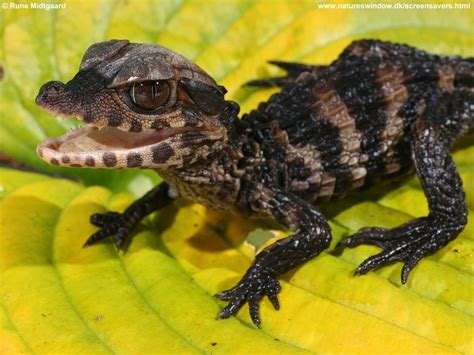 Dwarf Caiman | Baby reptile, Baby lizards, Reptiles pet