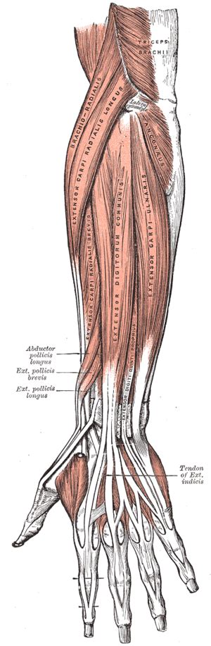 Extensor Pollicis Brevis Muscle