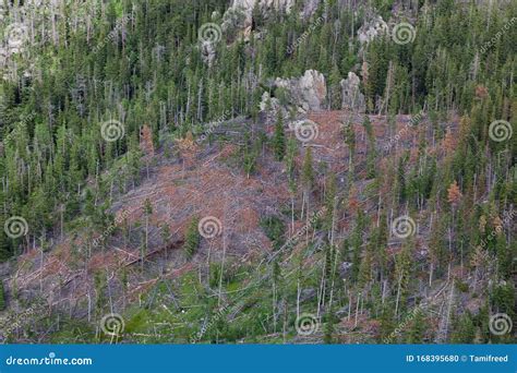 Pine Beetle Infestation stock photo. Image of quartz - 168395680