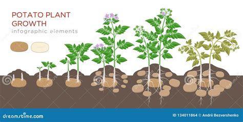 Potato Plant Growth Cycle Stock Illustrations – 70 Potato Plant Growth ...