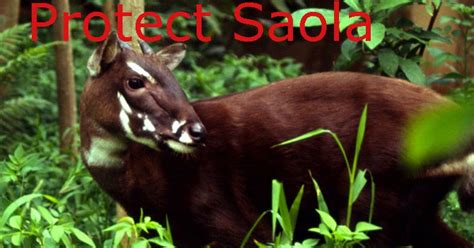 Save The Animals : What is a Saola? | What are the main threats for Saola?