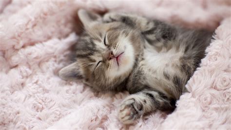 Caring for a Newborn Kitten: Top Tips | Purina